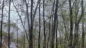 A forested area with a building that has a sloped roof and appears to be a cabin or lodge.