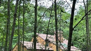 A rustic cabin surrounded by tall trees in a forested area.