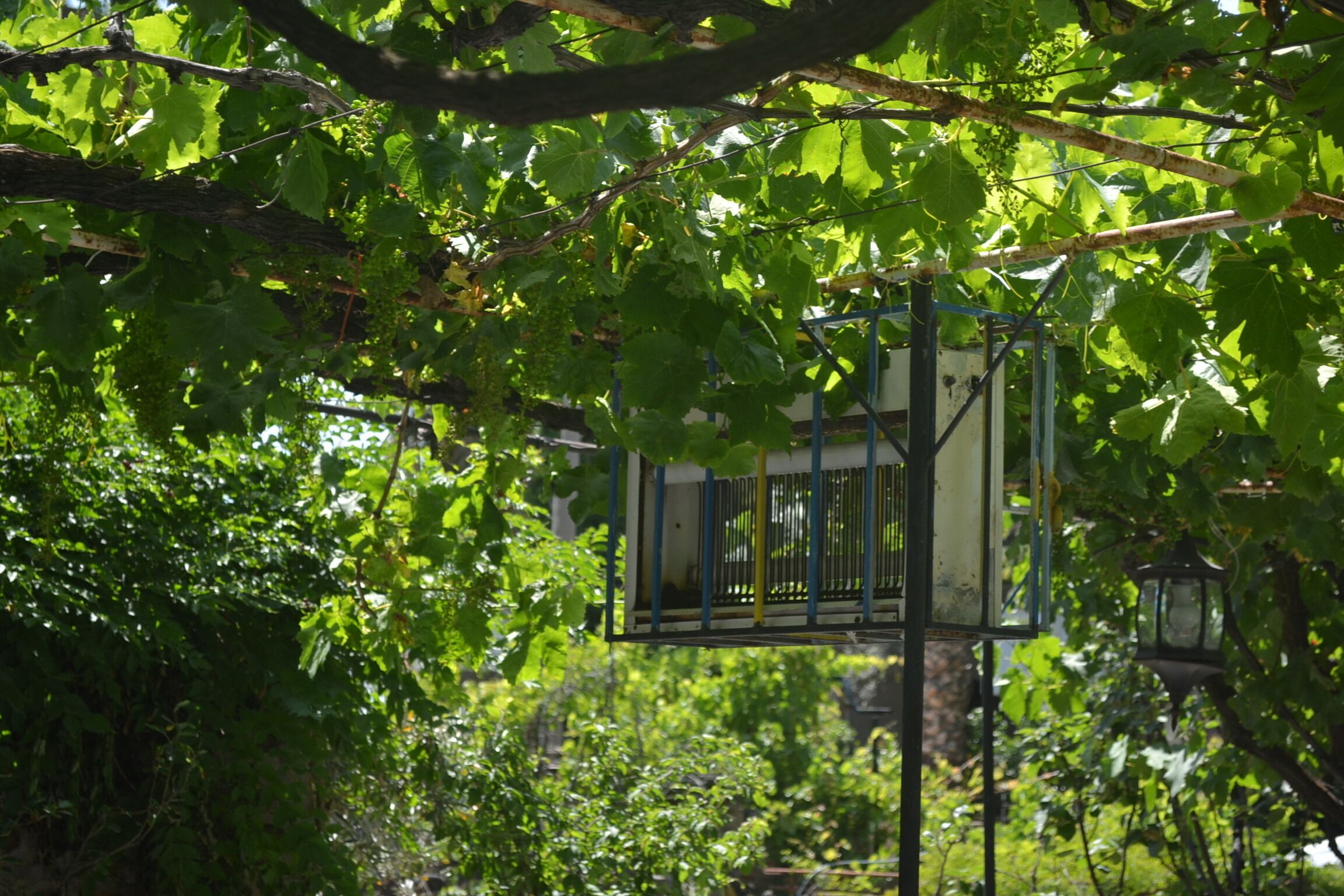 A birdhouse hanging from a tree branch in a garden setting.