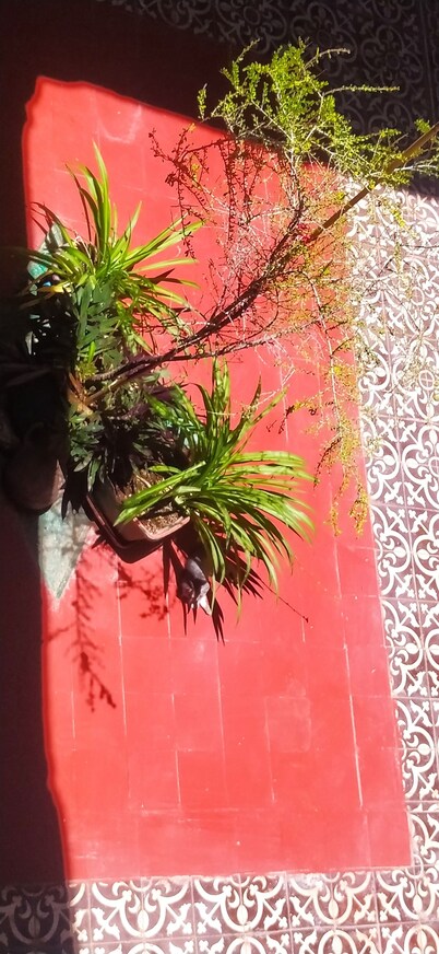 Riad ASRIR Tiznit Guest House 