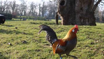 Un gallo con cresta roja y cuerpo gris en una zona con hierba, árboles y una valla al fondo.