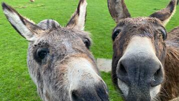 Dos burros parados cerca uno del otro en una zona con hierba, con una valla de madera al fondo.