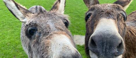 Two donkeys standing close together in a grassy area with a wooden fence in the background.