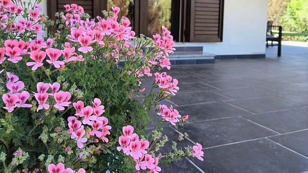 Ein Blumentopf mit rosa Blüten vor einem Gebäude mit braunen Fensterläden.