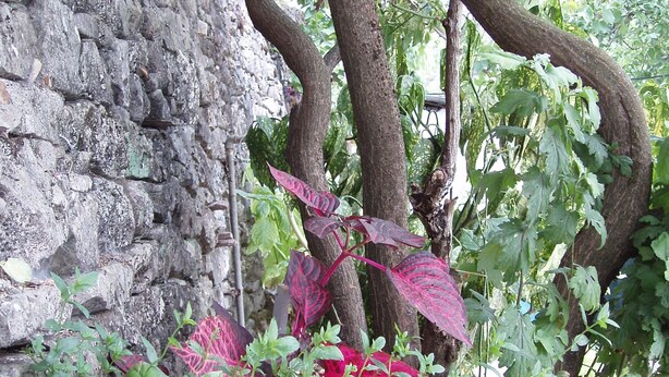 A garden with a stone wall, trees, and various plants. - Friendly Hostel (Gjirokaster)