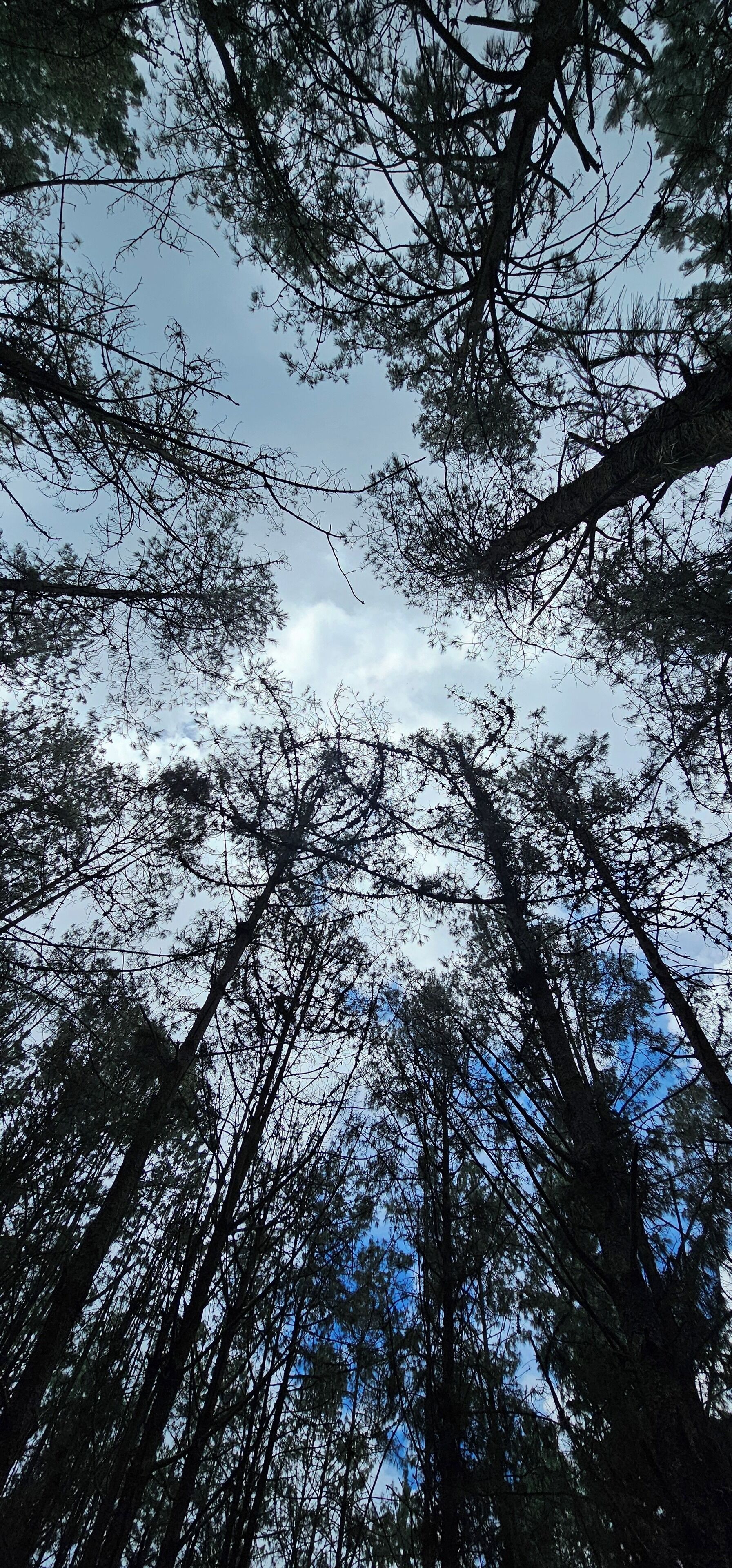 A forest with tall trees and a clear sky.