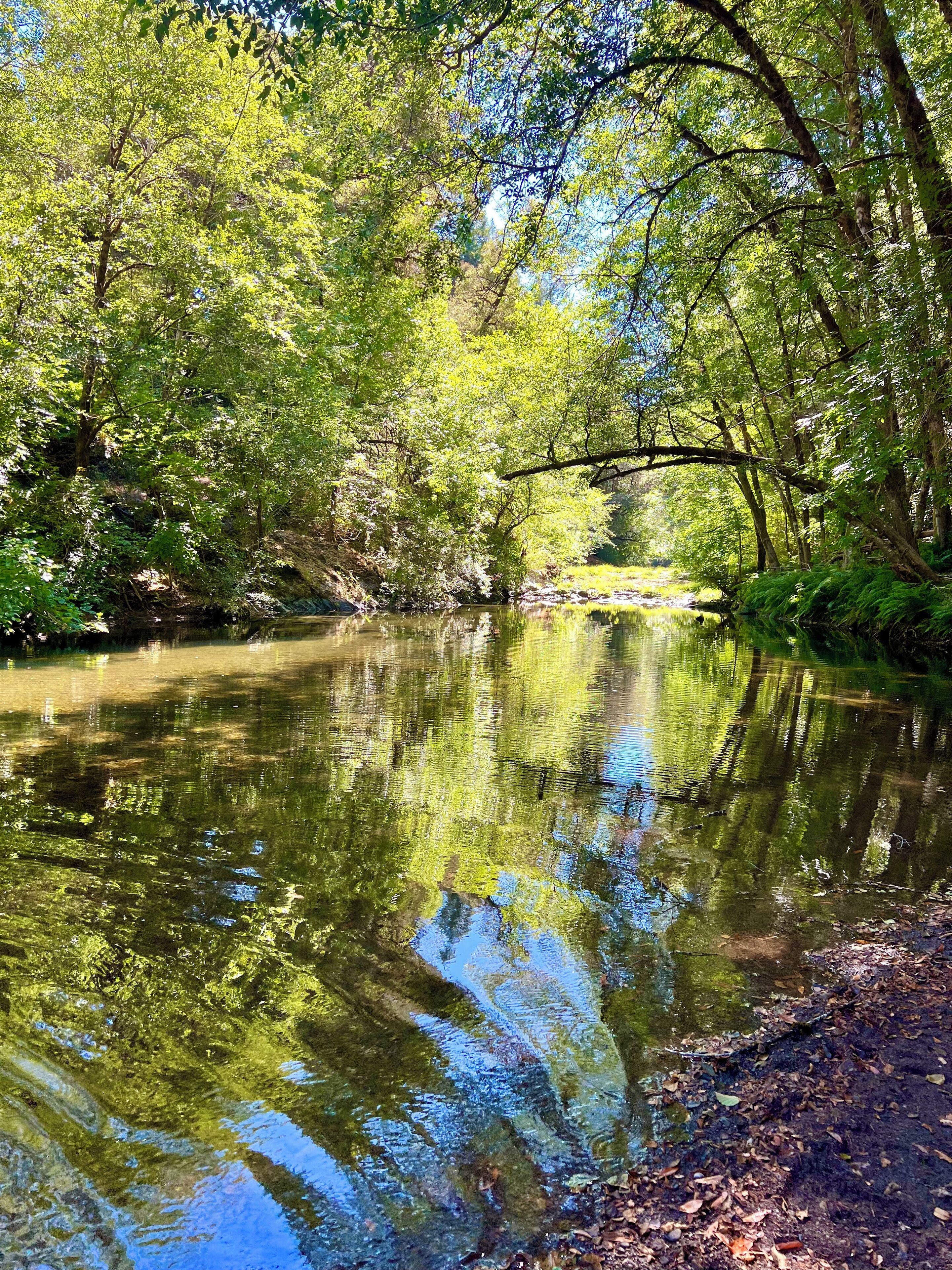 Une rivière paisible, bordée d’une végétation luxuriante.