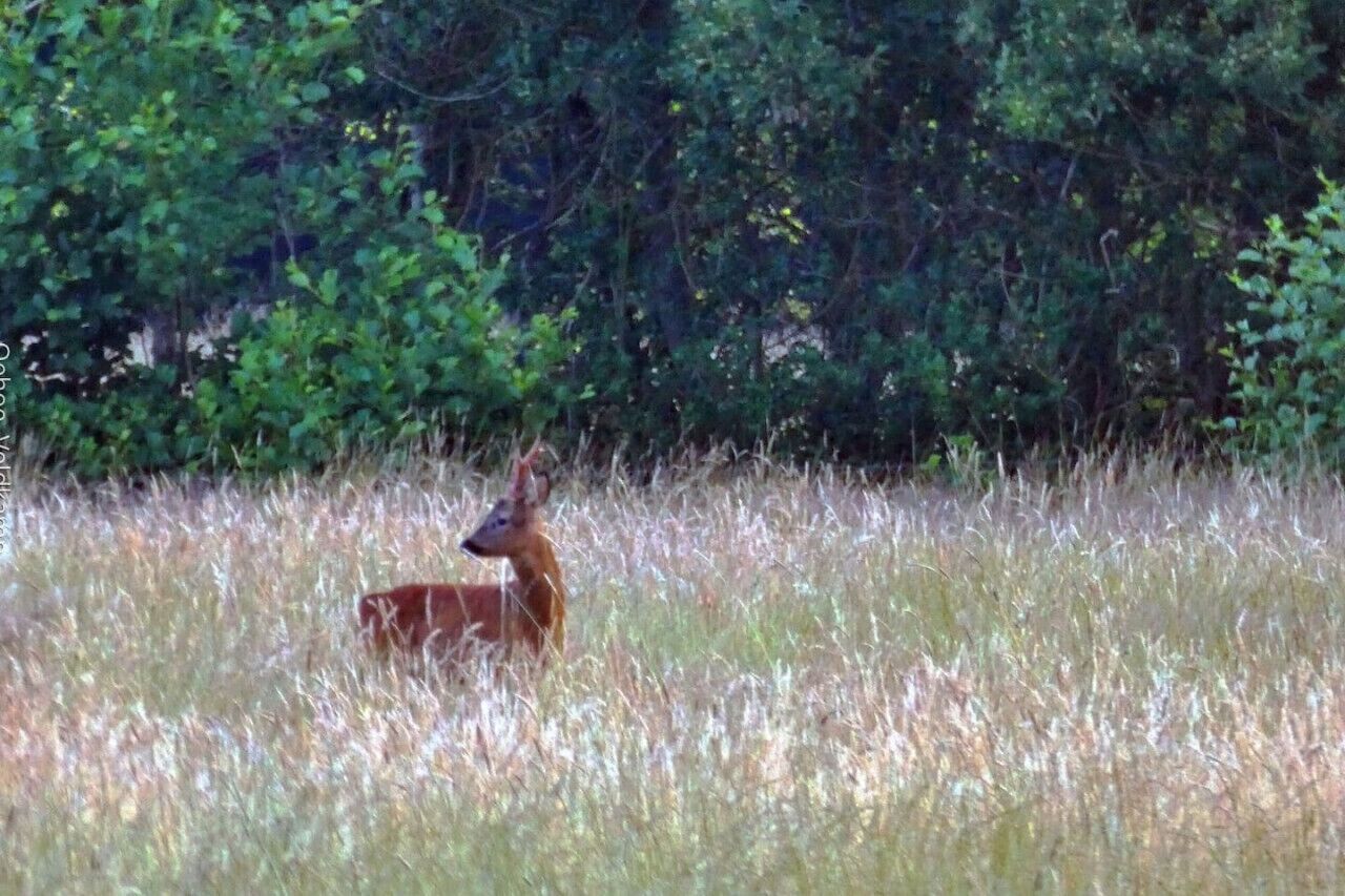 Ein Reh in einem grasbewachsenen Feld, im Hintergrund dichtes Laub.