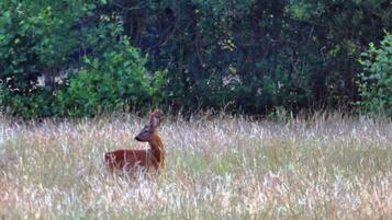 Ein Reh in einem grasbewachsenen Feld, im Hintergrund dichtes Laub.