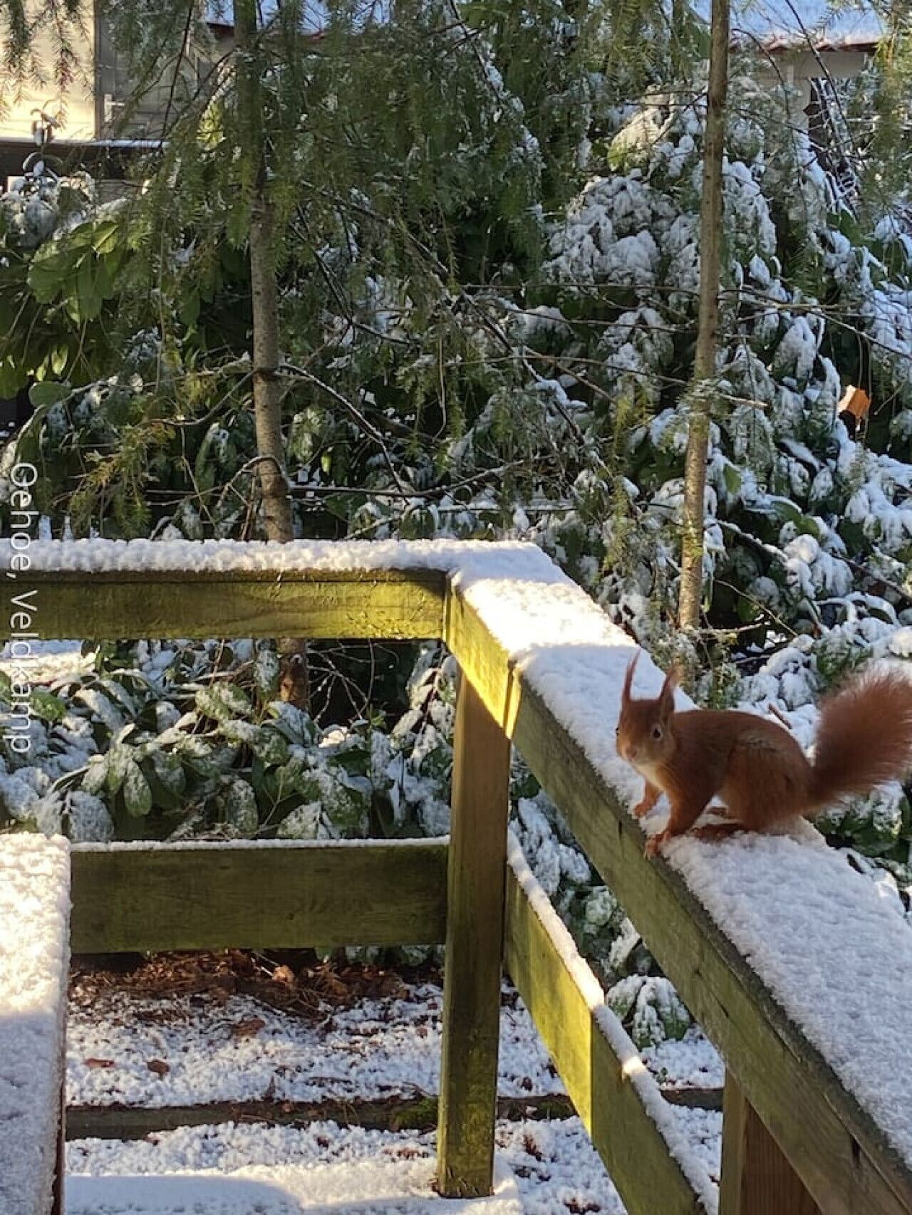 En ekorre på en snötäckt träkonstruktion, med snötyngda träd i bakgrunden.