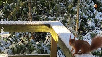 En ekorre på en snötäckt träkonstruktion, med snötyngda träd i bakgrunden.