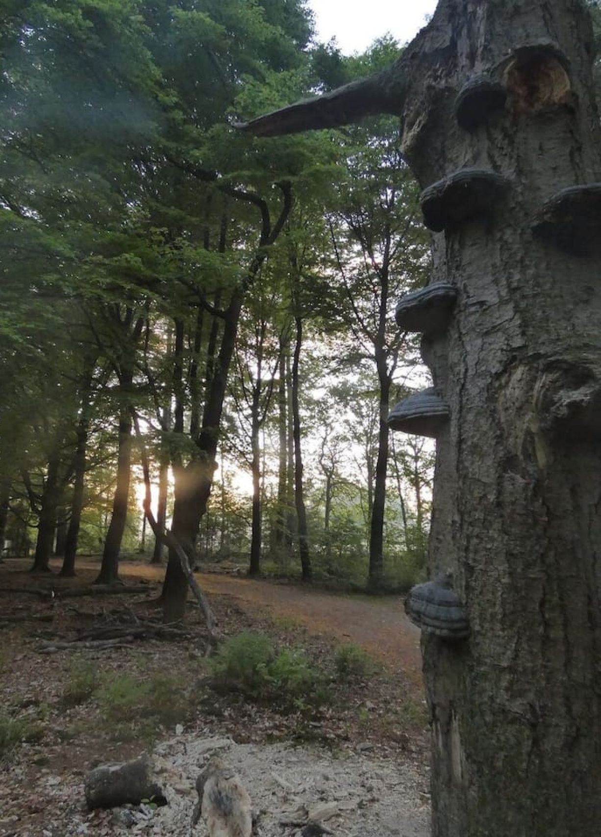 A forested area with a dirt path and a large tree with distinctive rock formations on its trunk.