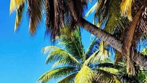 Ein Strand mit Palmen und blauem Himmel.
