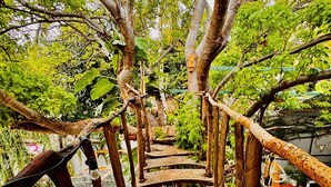 A wooden staircase leading up to a treehouse, surrounded by lush greenery. - The Pool Treehouse Hotel (Villa de Cos)