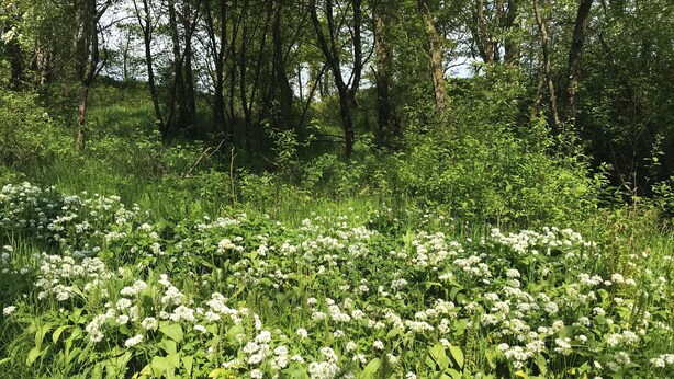 A dense field of white flowers surrounded by green foliage and trees.