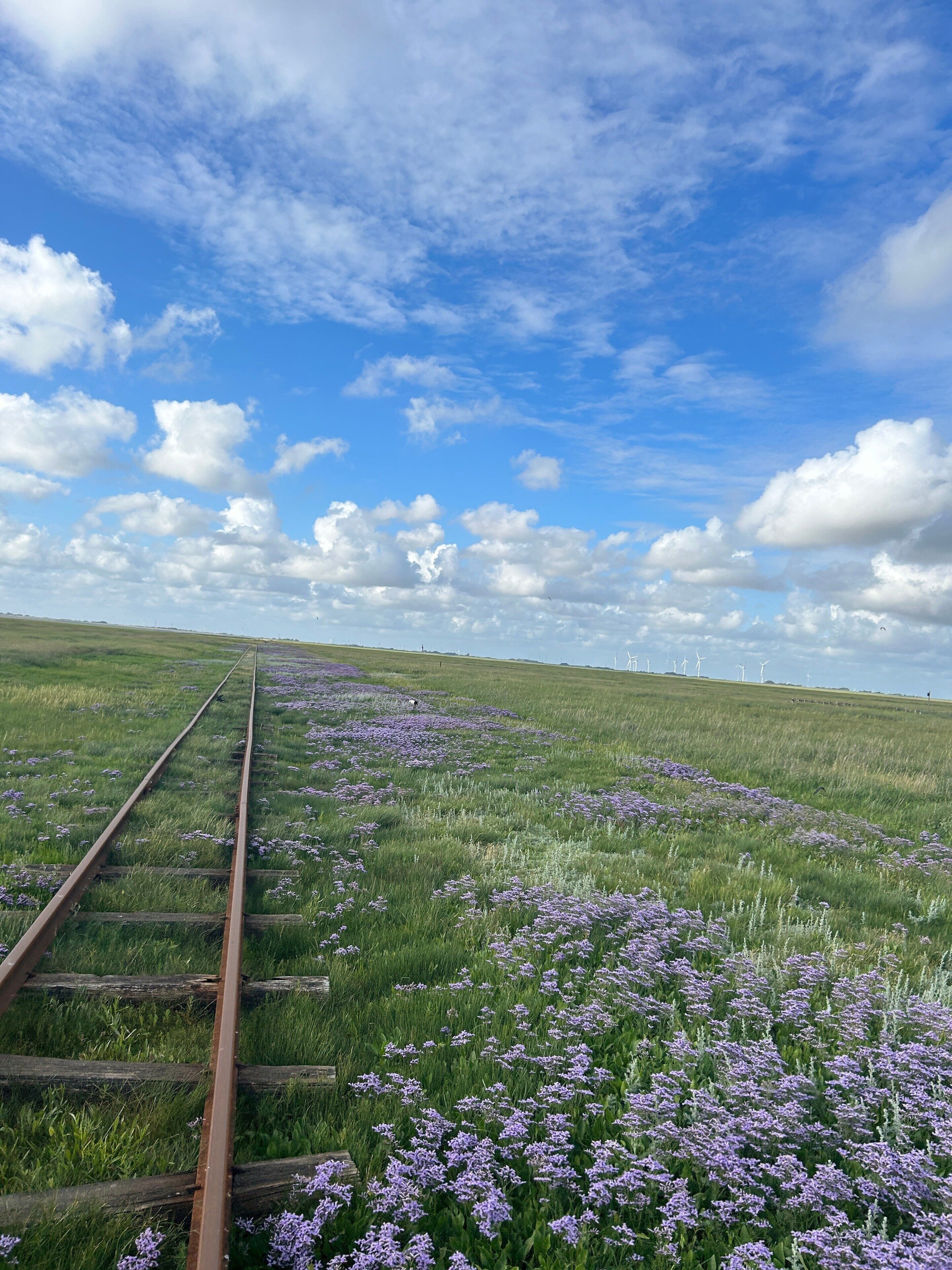 Jernbanesporet gennem en mark med lilla blomster og vindmøller i det fjerne.