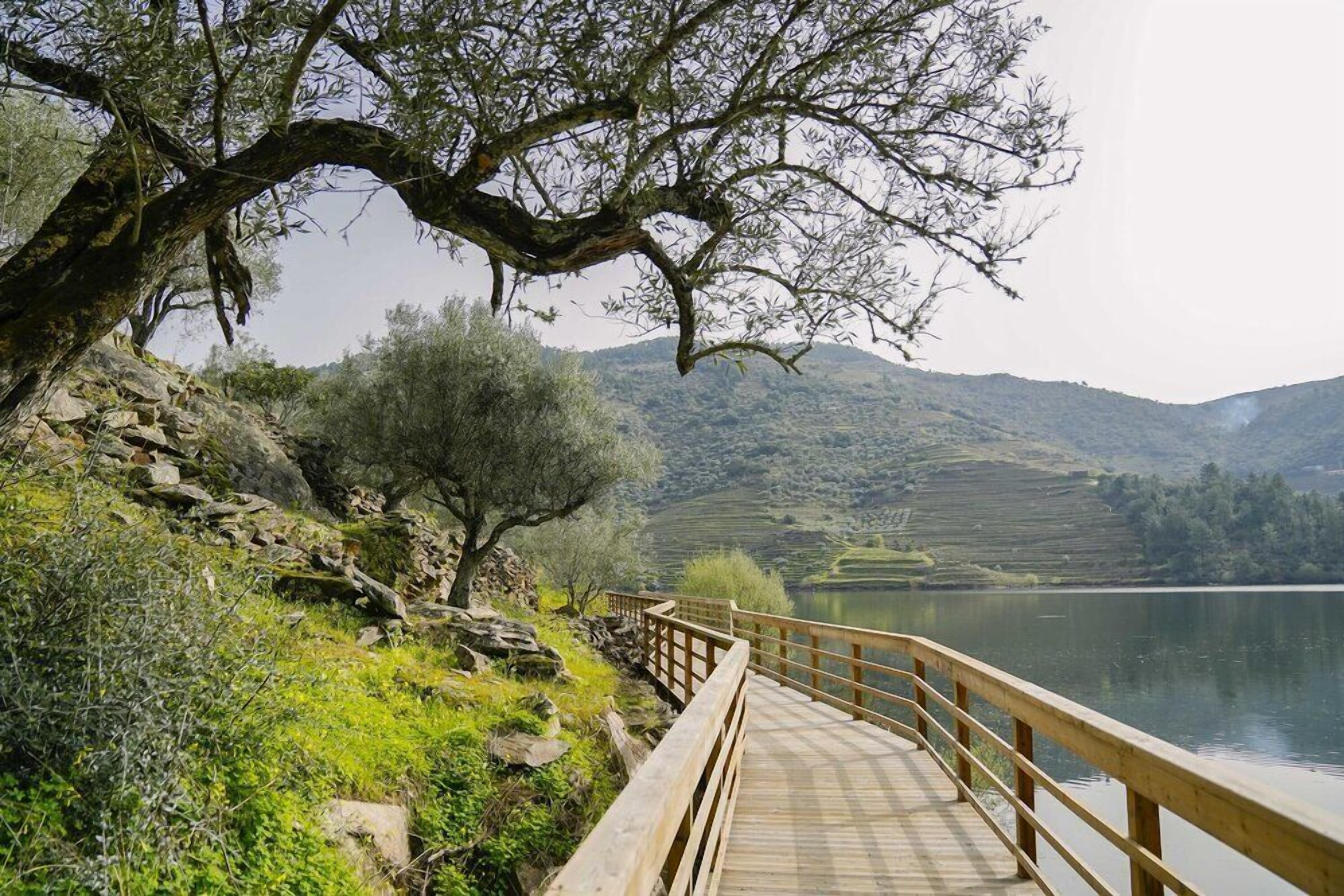 A wooden boardwalk leading to a body of water, surrounded by greenery and hills.
