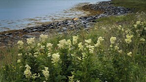 Eine Küstenlandschaft mit felsiger Uferlinie, einem grasbewachsen Vordergrund mit Wildblumen und ruhigem Gewässer.