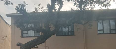 Un edificio con un gran árbol en primer plano, una entrada con portones y un camino pavimentado.