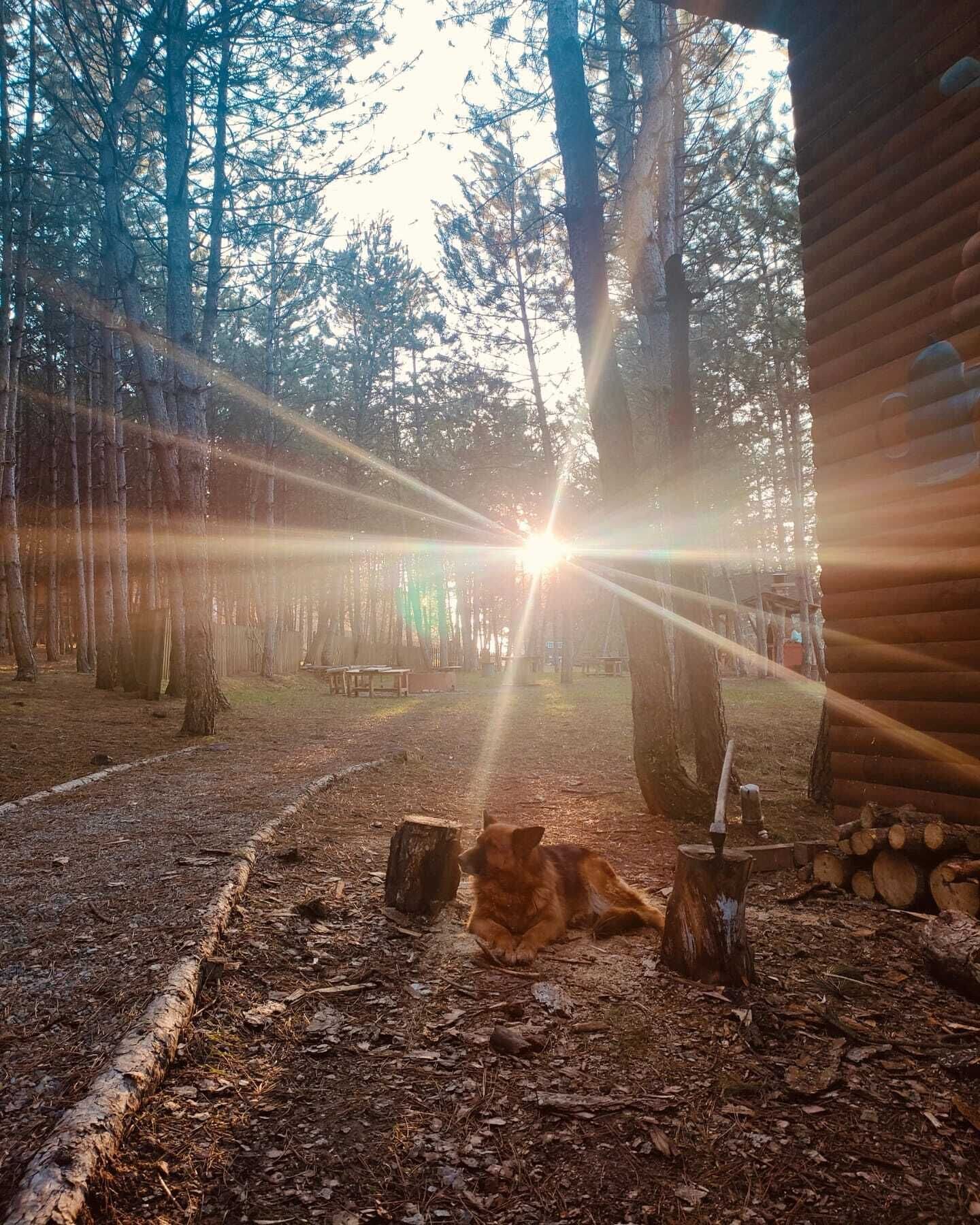 Escena de bosque con una cabaña de troncos, un gato acostado en el suelo y un rayo de sol filtrándose entre los árboles.