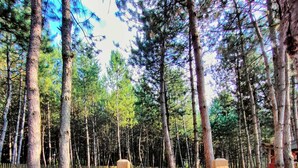 Eine Holztreppe führt in einen bewaldeten Bereich mit hohen Bäumen und blauem Himmel.