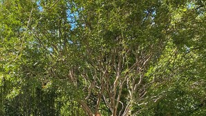 Una persona trepando un árbol en un jardín con un banco de madera y un perro cerca.