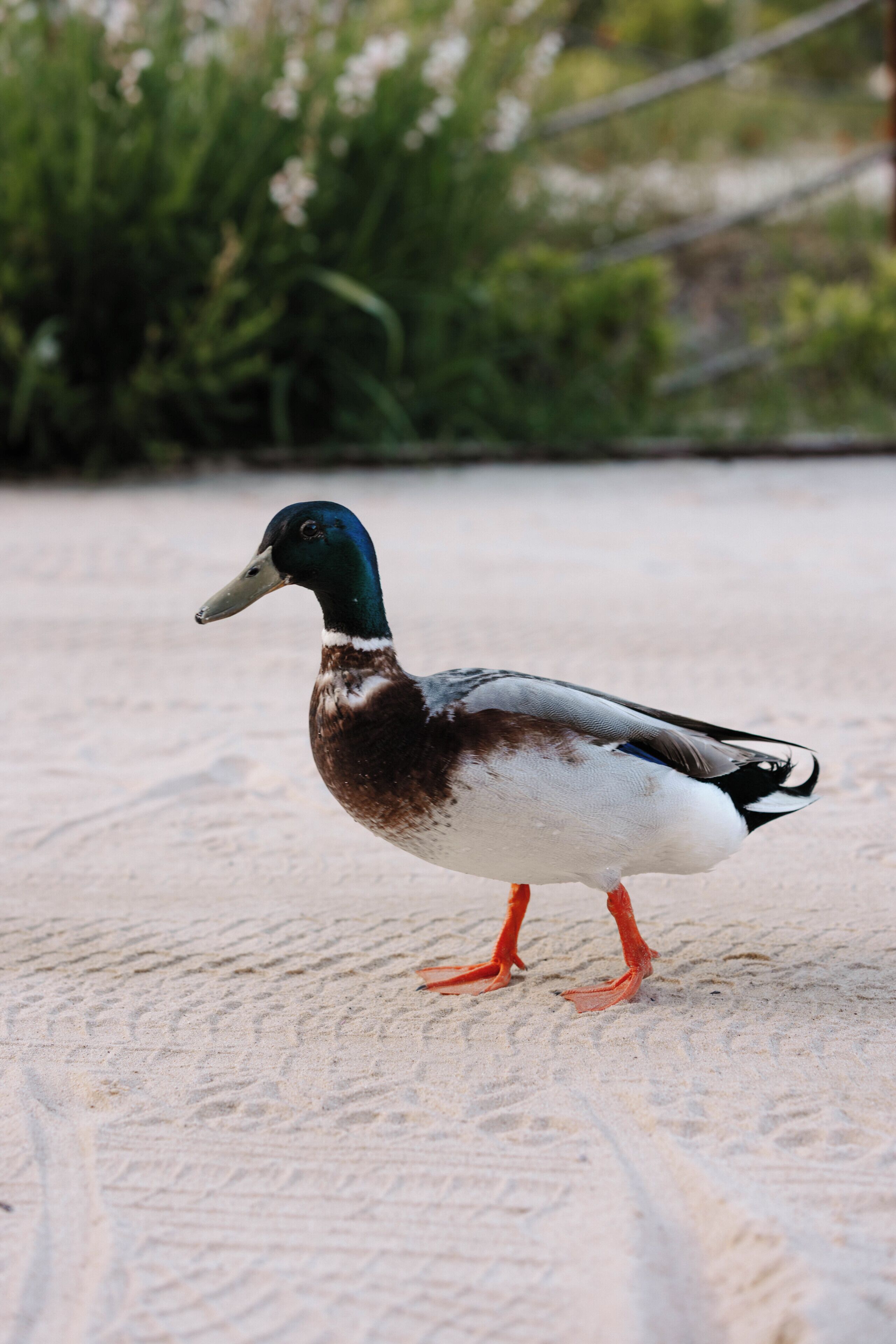 A duck standing on a textured surface.