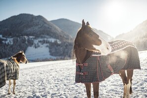A horse stands proudly in a winter landscape, wrapped in a distinctive blanket.