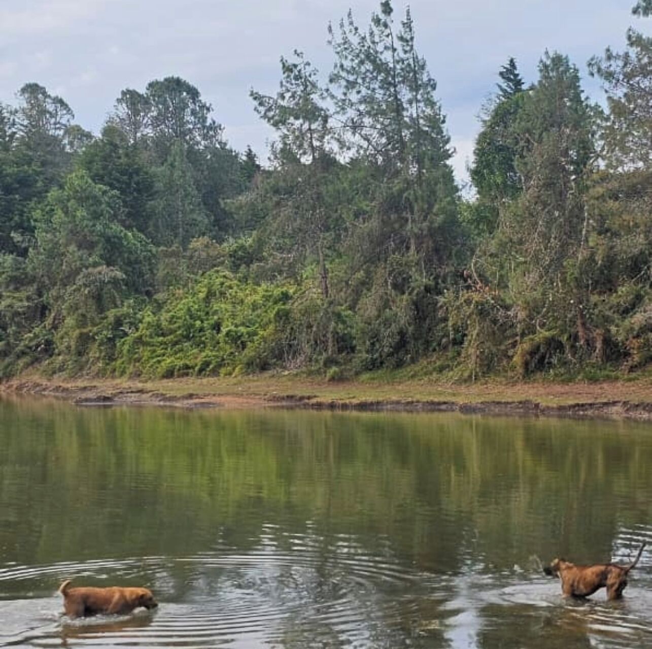 Un paysage naturel comprenant une étendue d’eau et des arbres.
