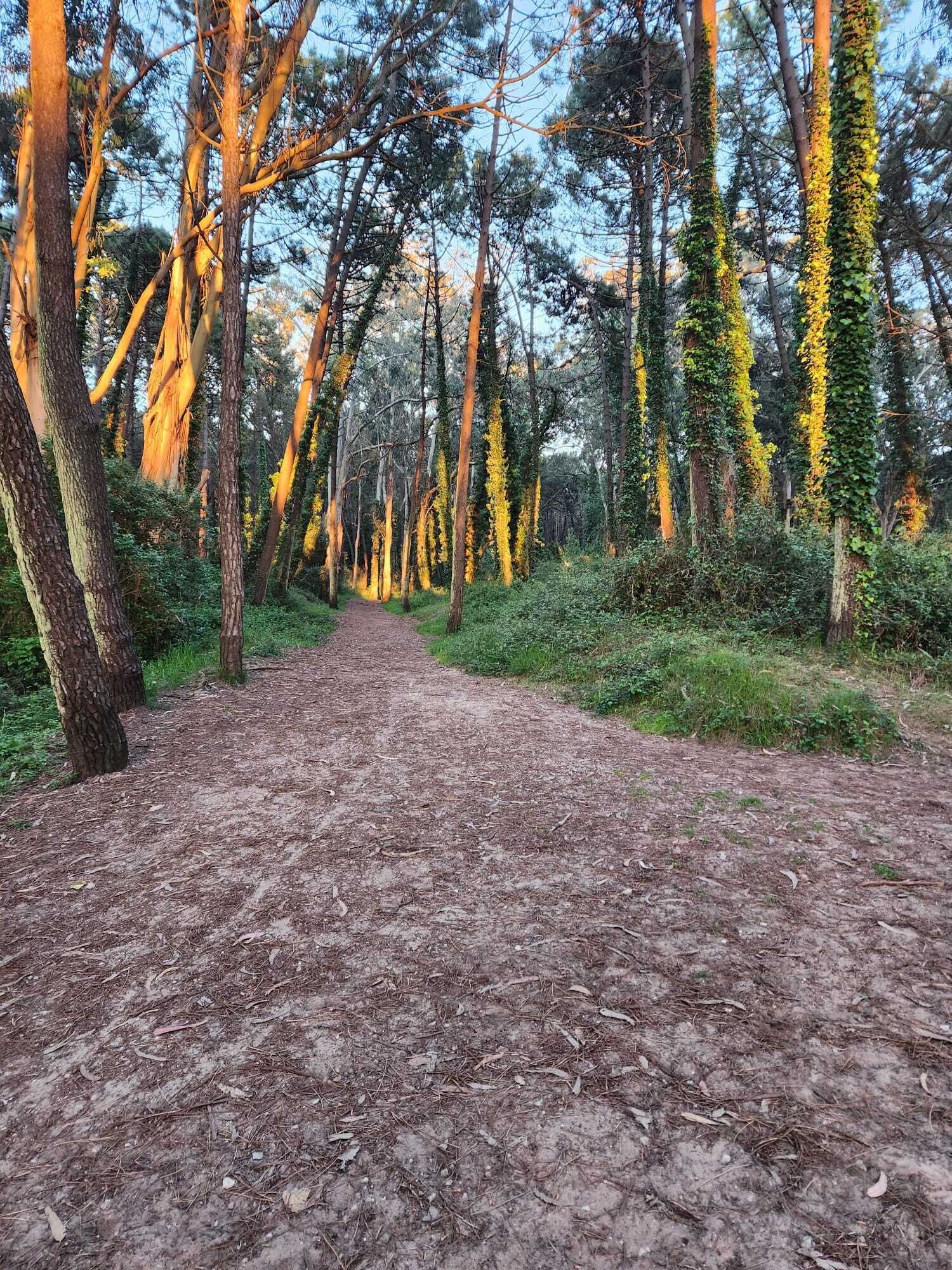 A forest path with trees on either side.