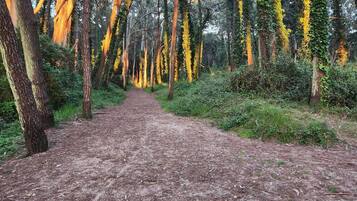 A forest path with trees on either side.