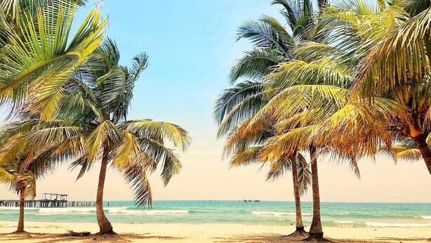 A beach with palm trees and a pier in the background.