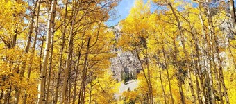 Crowsnest Rover Chalet - Grizzly