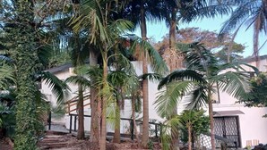 A garden with palm trees, a stone pathway, and a white building in the background. - Cozy Margate Retreat Family Home With 2 Bedrooms (Margate)
