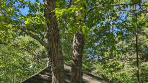Eine weiße Holzhütte mit Veranda, umgeben von hohen Bäumen und einer Holzterrasse.
