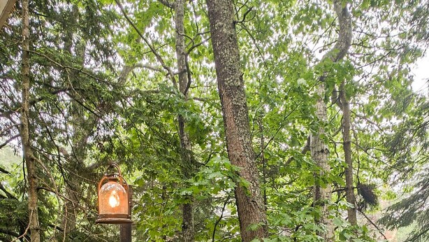 A wooden deck with a railing, surrounded by trees. - Cabin_Wilderness_Acadia_Cabin 15 (Bar Harbor)