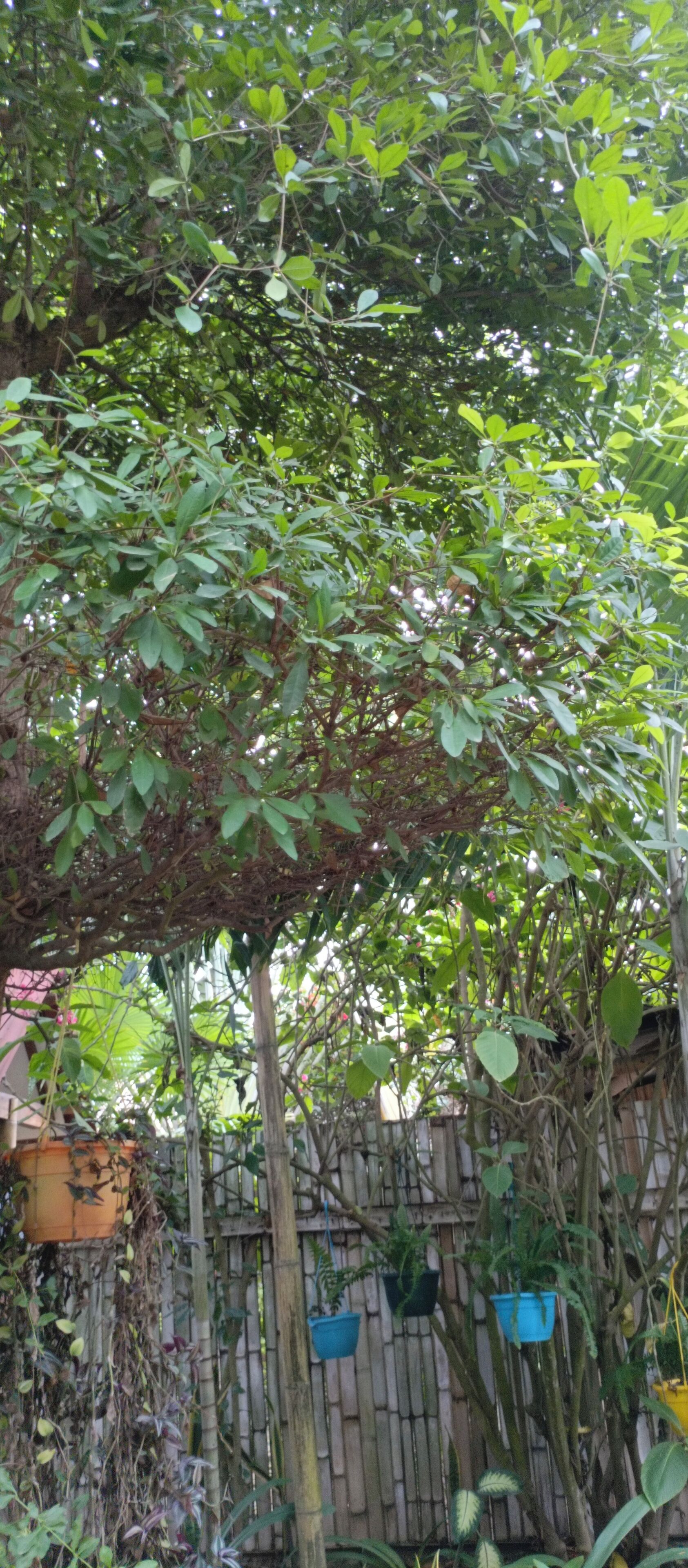 Un arbre verd i frondós amb una tanca de fusta al fons.