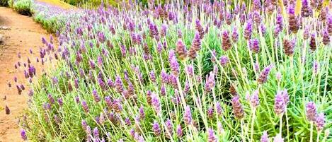 Un campo de lavanda con un sendero de tierra que lo atraviesa.