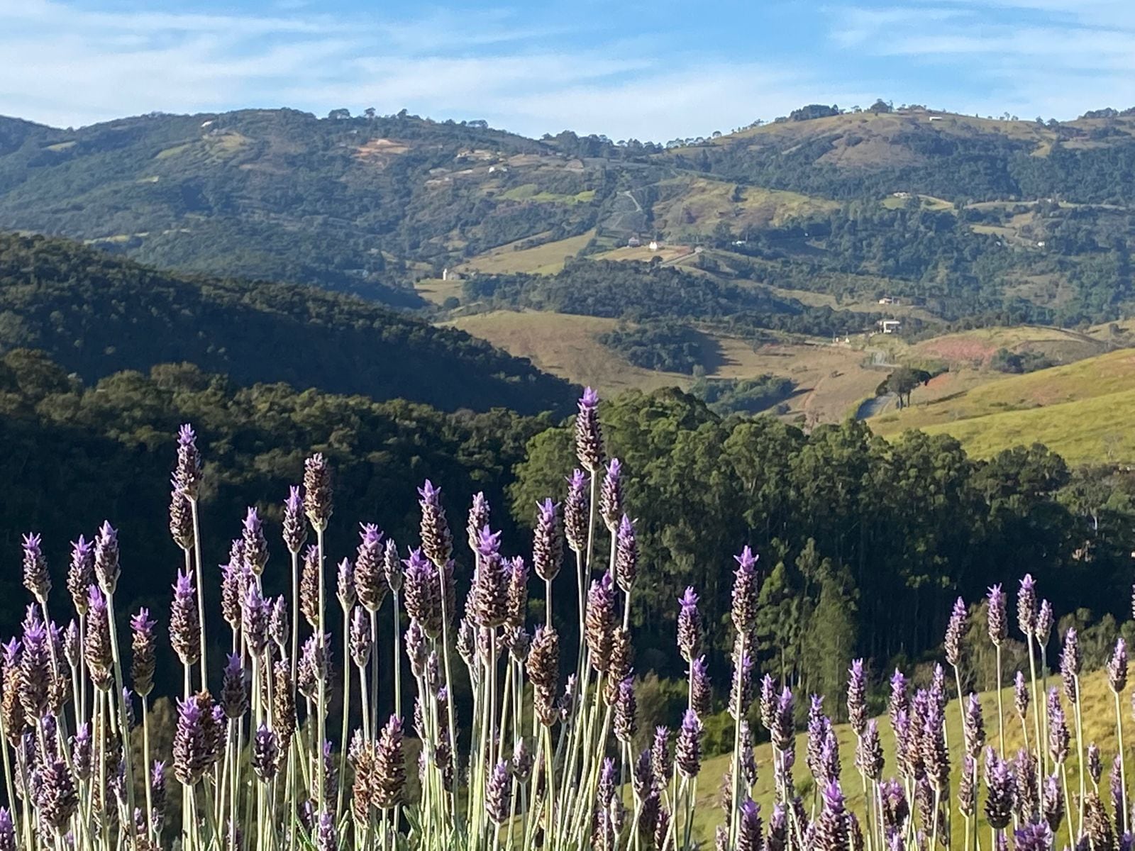 A landscape with lavender fields in the foreground and rolling hills in the background.