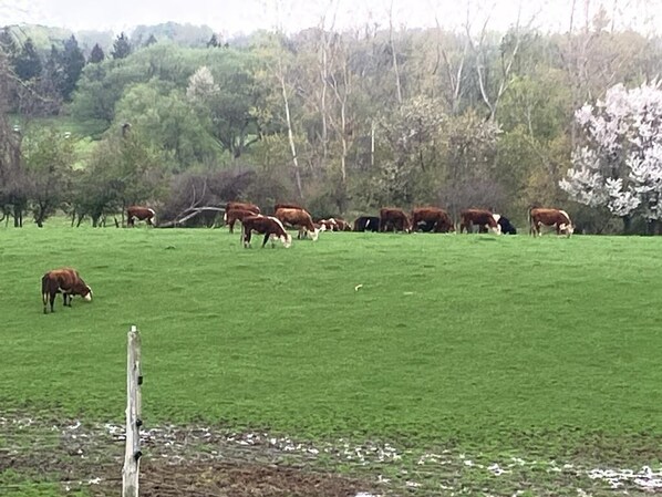 Un campo verde con vacas pastando.