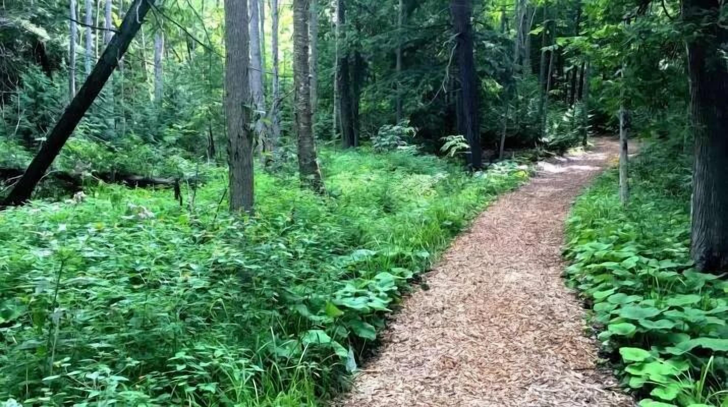 Un sendero en el bosque con abundante vegetación y árboles.