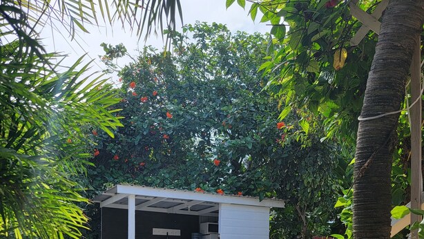 A small outdoor structure with a picnic table and benches, surrounded by greenery and a palm tree. - Belize Sea Reef Inn (Caye Caulker)