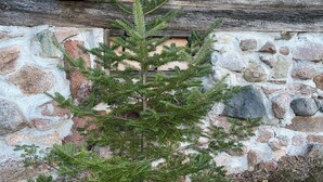 Ein kleiner Nadelbaum vor einer rustikalen Steinmauer mit Holzbalken.