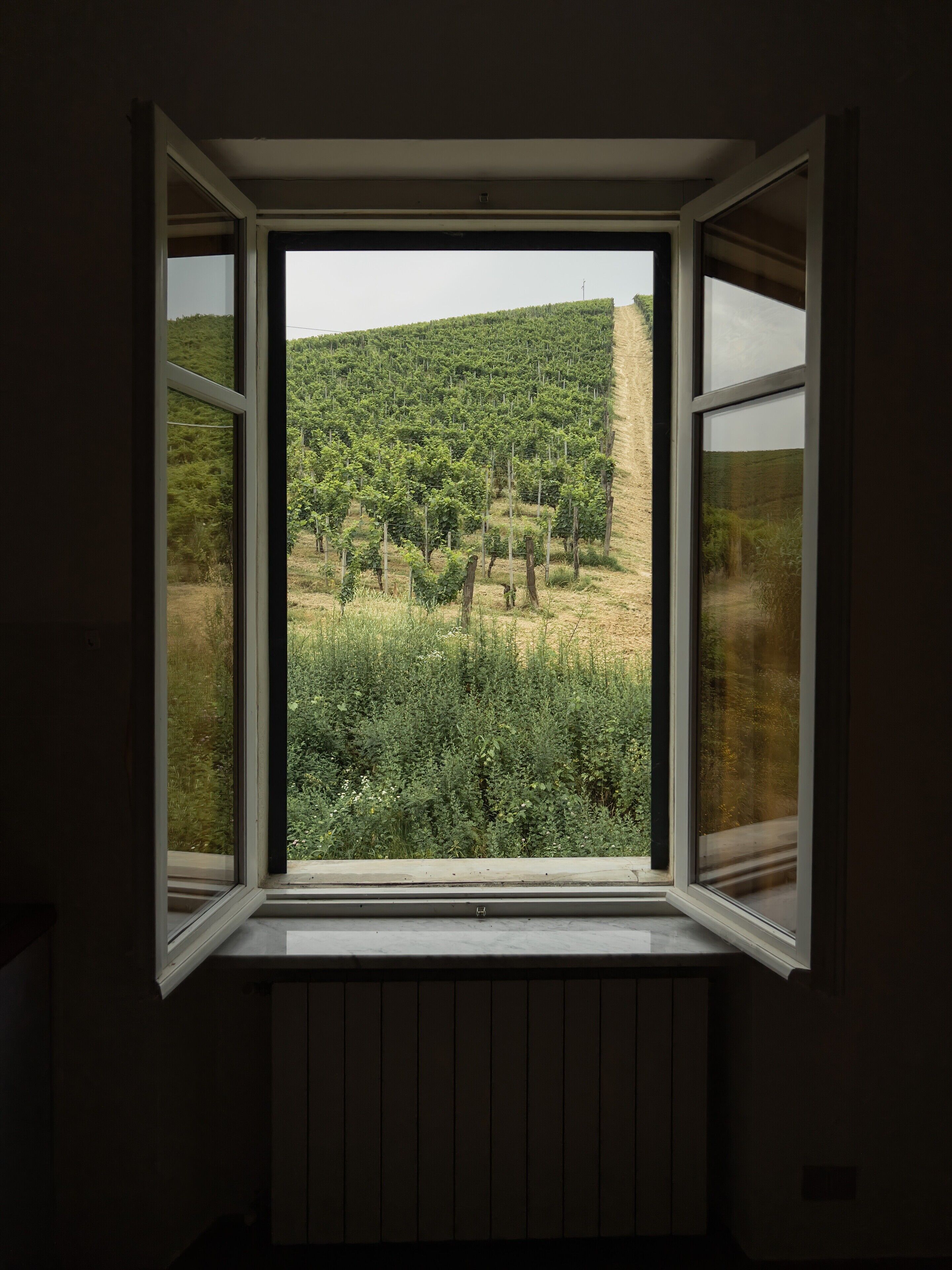 A window with a view of a vineyard.