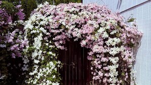 Un jardí amb enfiladeres de flors i una porta de fusta.