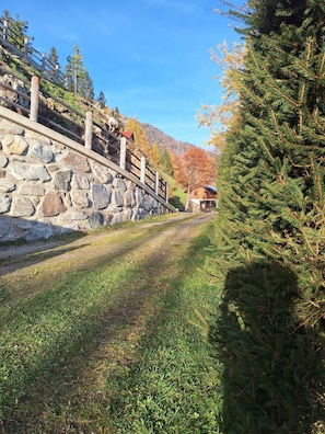 A stone bridge, a grassy path, and a coniferous tree.