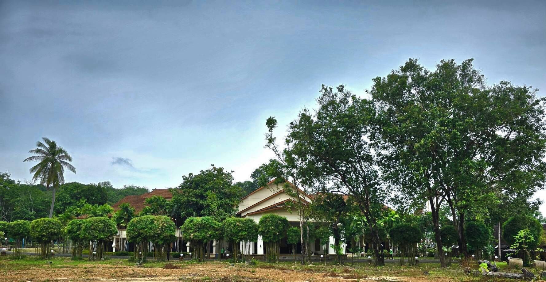A residential area with a house surrounded by trees and a palm tree.