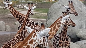 A group of giraffes in a zoo enclosure with large rocks and a grassy area.