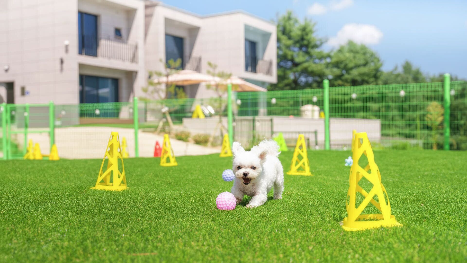 A small white dog playing on a grassy field with yellow training obstacles, with a modern building in the background.