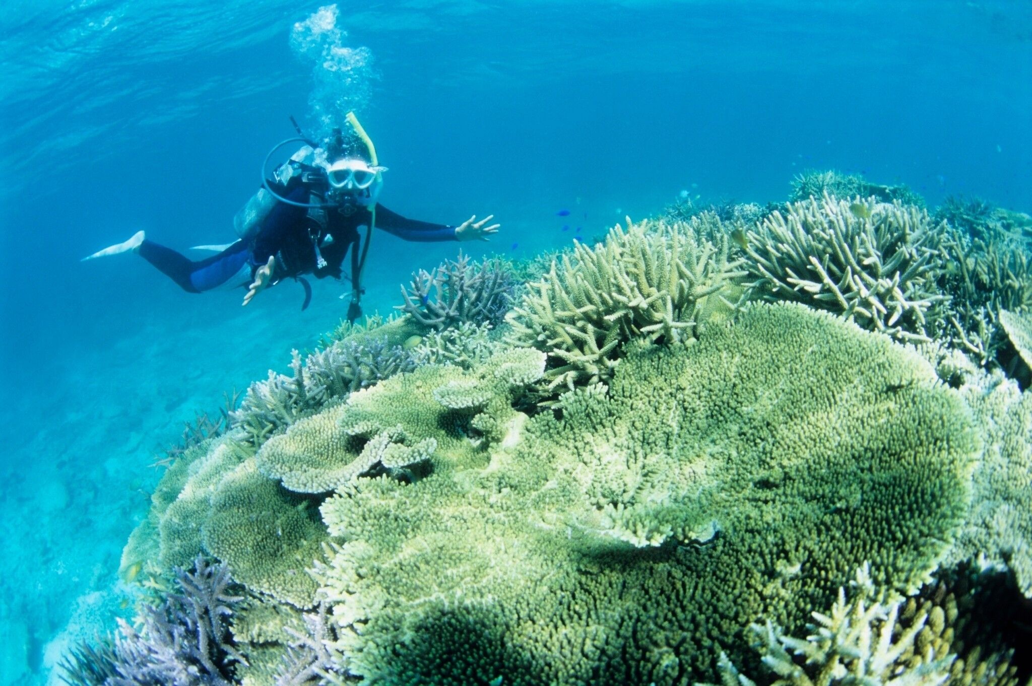 A diver exploring a coral reef.
